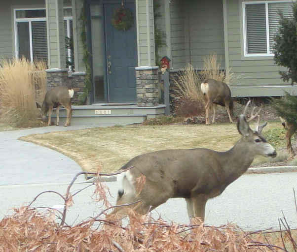 Deer as Lawn Ornaments