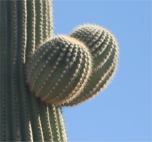 Catalina State Park