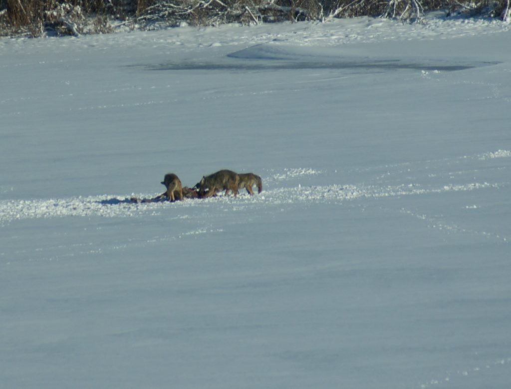 coyote-kills-deer