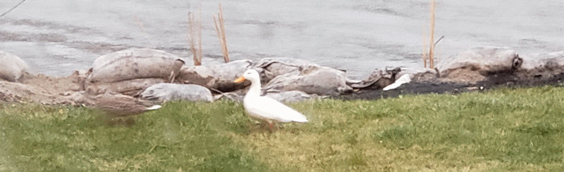 Whitey the Duck