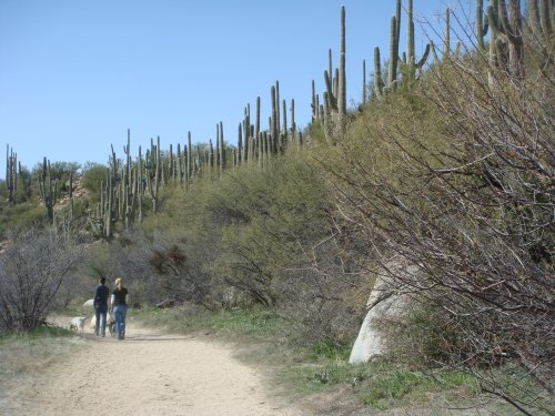 Catalina State Park - Cottonwood Trail