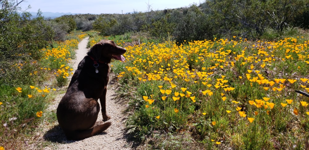 Arizona Wildflowers - Jasper enjoys Mexican gold poppies