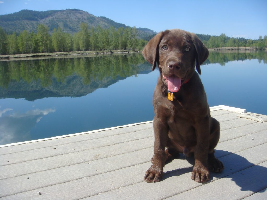 Jasper the Chocolate Labrador at 4 months of age.